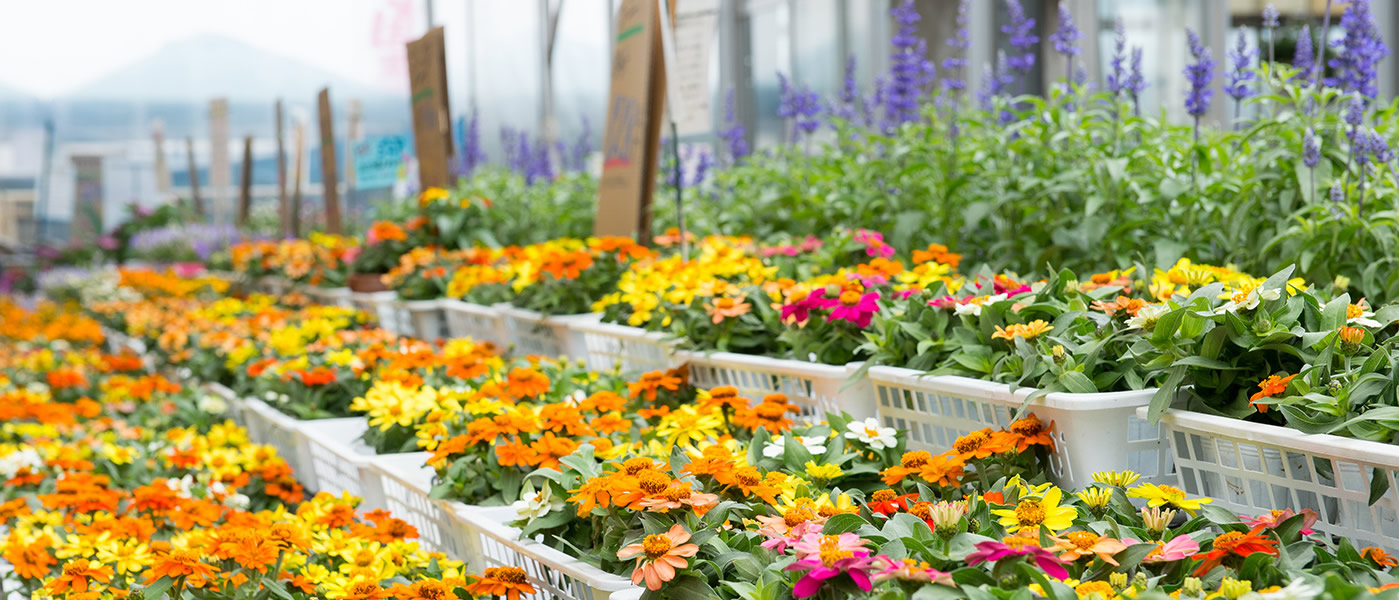 長野県松本市のお花屋さん 松本フラワーセンター