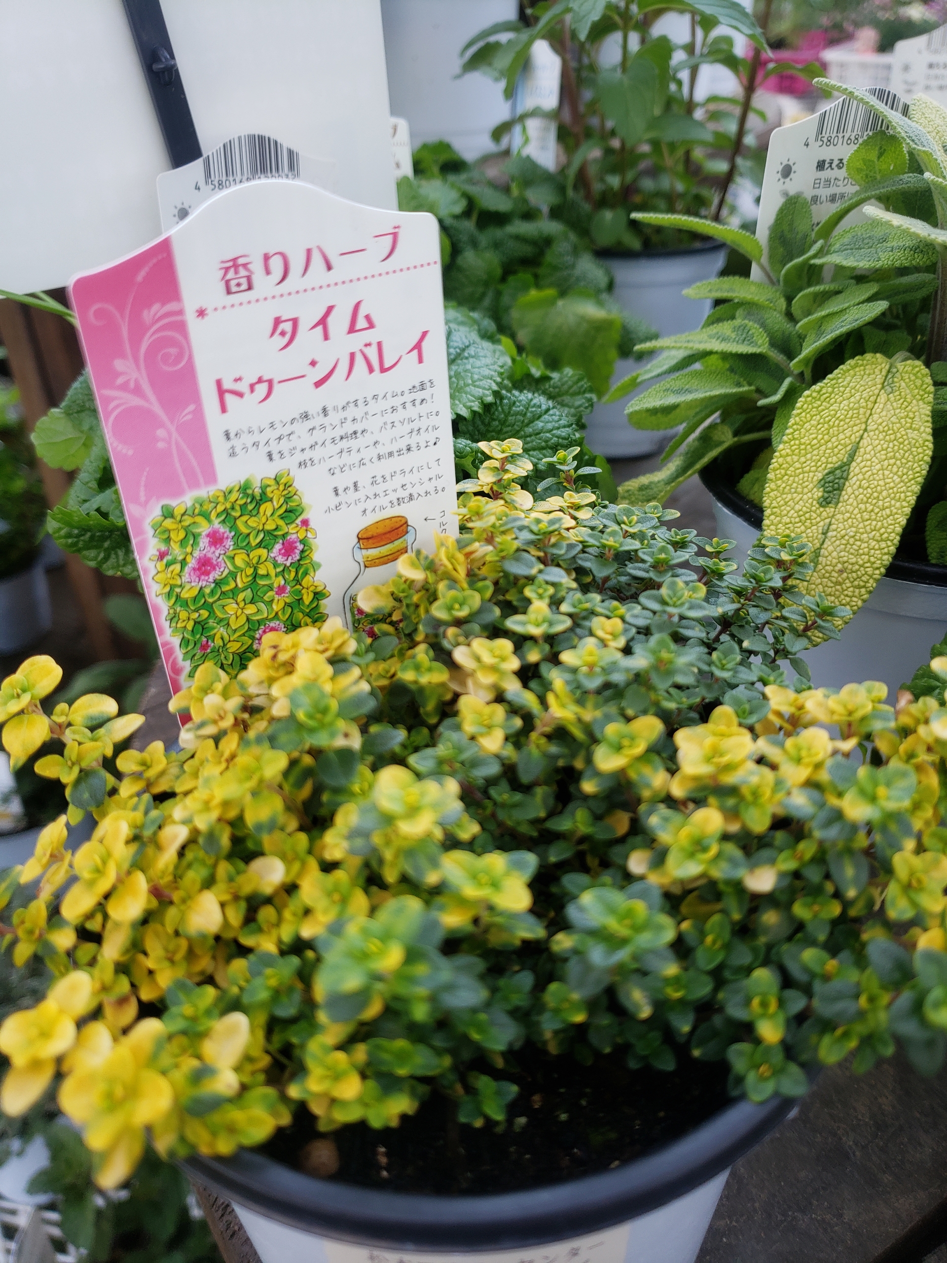 タイムの花言葉 長野県松本市のお花屋さん 松本フラワーセンター